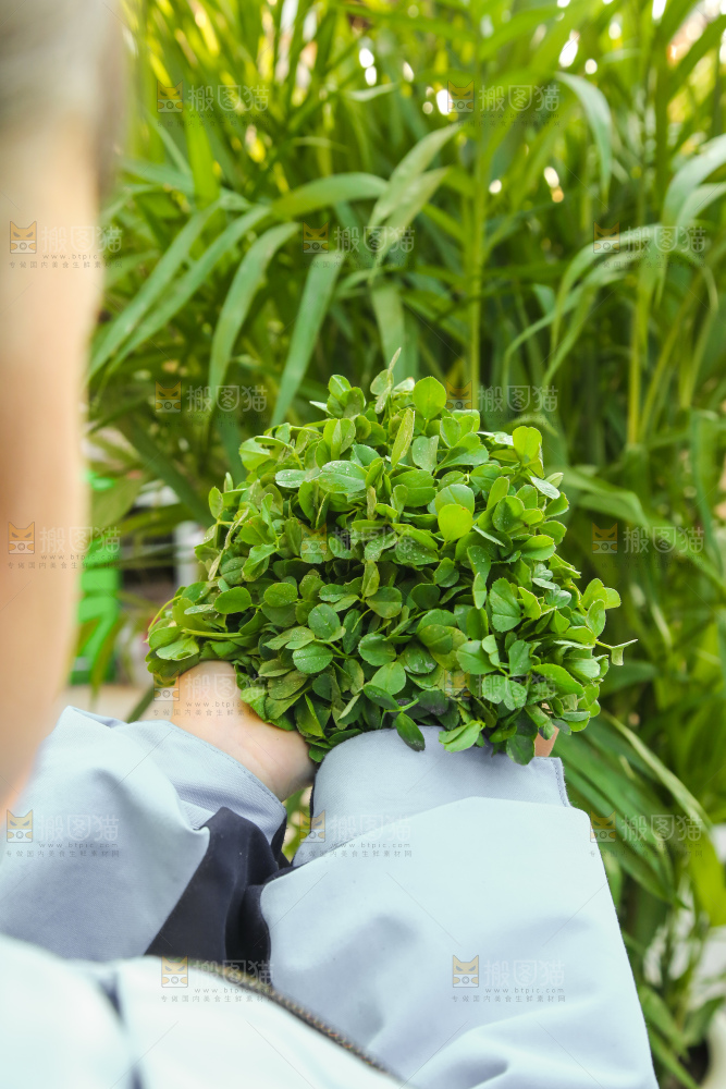 手里拿着苜蓿菜