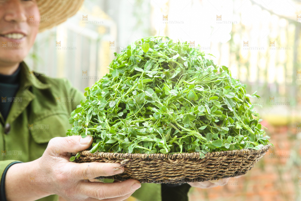 手里拿着苜蓿菜