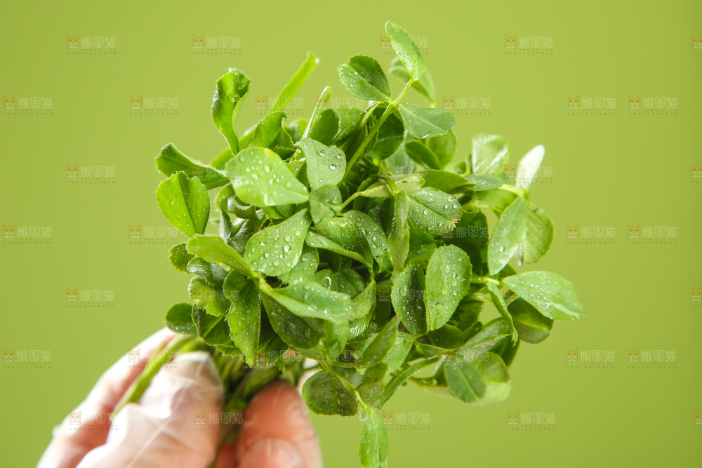 浅底上的苜蓿菜