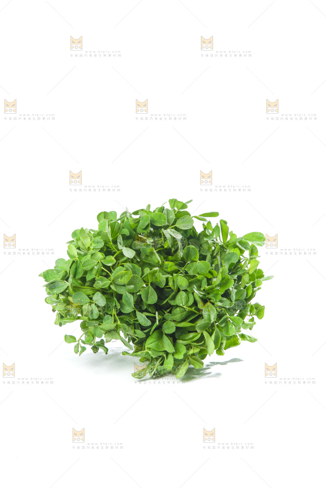 白底上的苜蓿菜