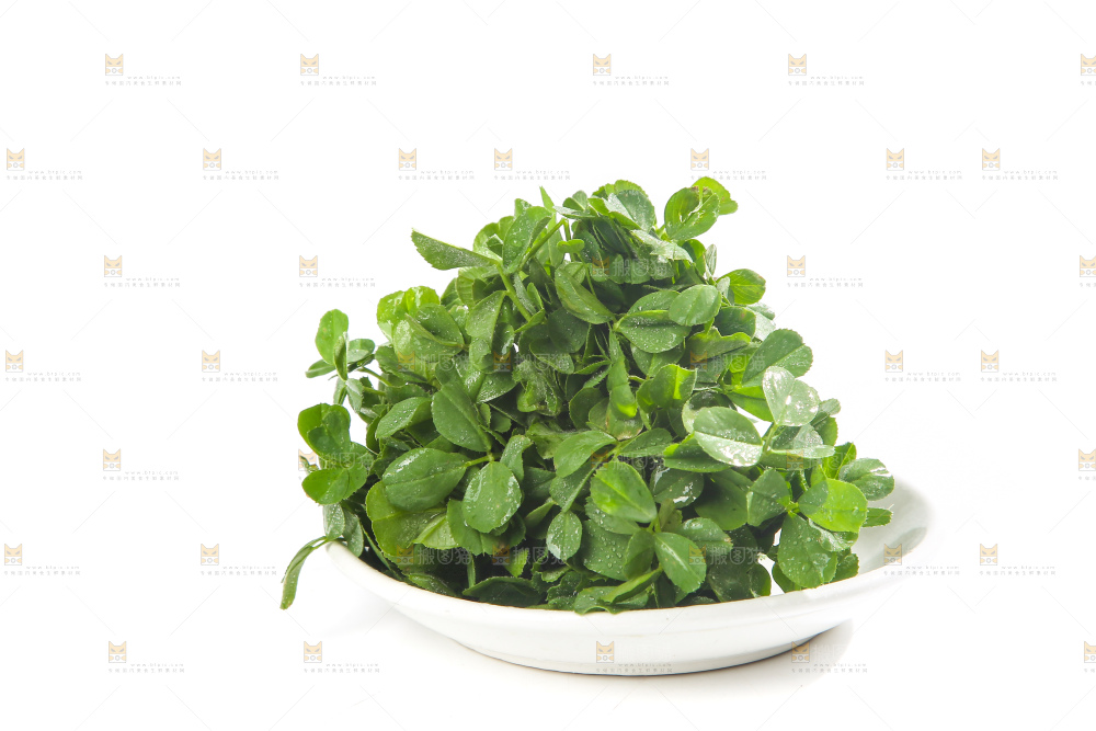 白底上的苜蓿菜