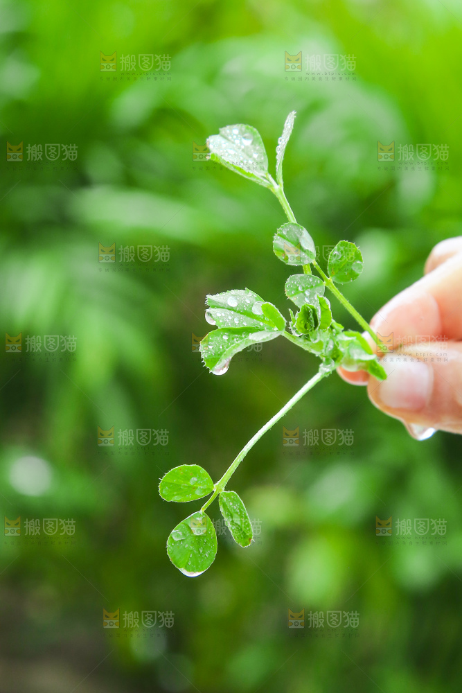 手里拿着苜蓿菜