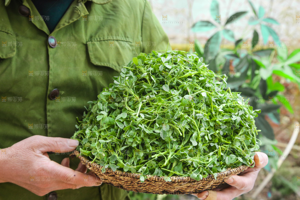 手里拿着苜蓿菜