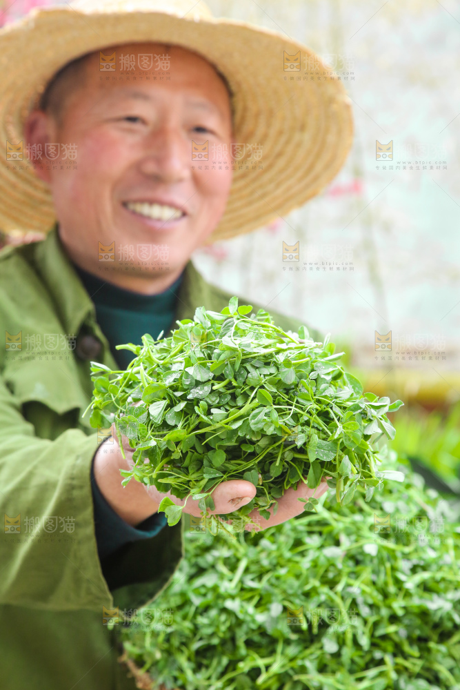 手里拿着苜蓿菜
