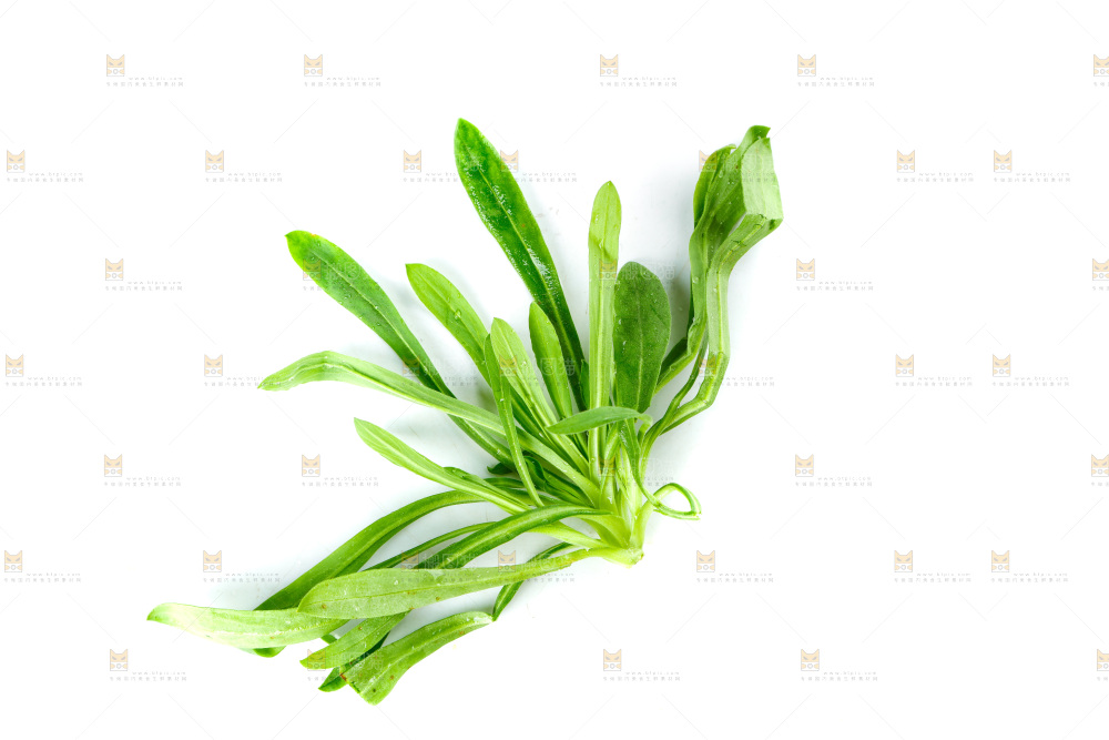 白底上的面条菜