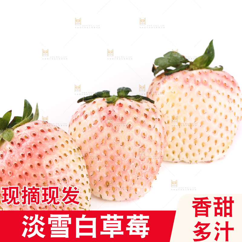 白底上的淡雪草莓