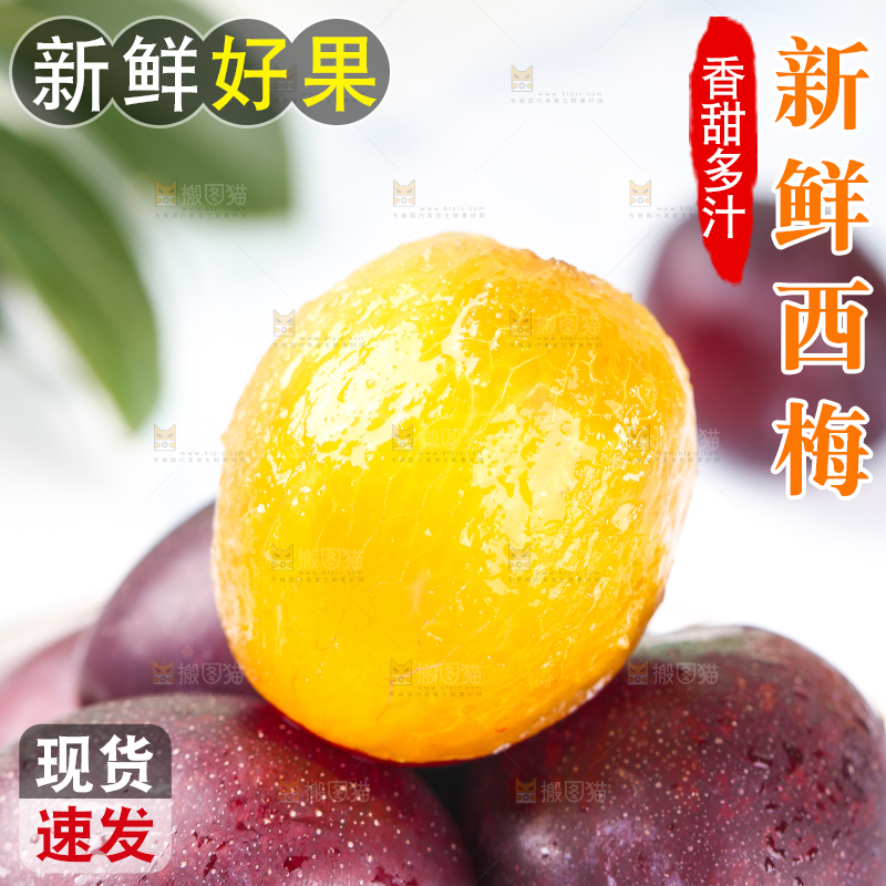 浅底上的澳洲西梅