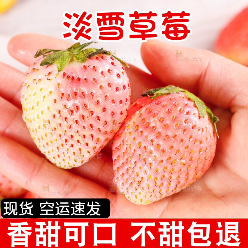 浅底上的淡雪草莓