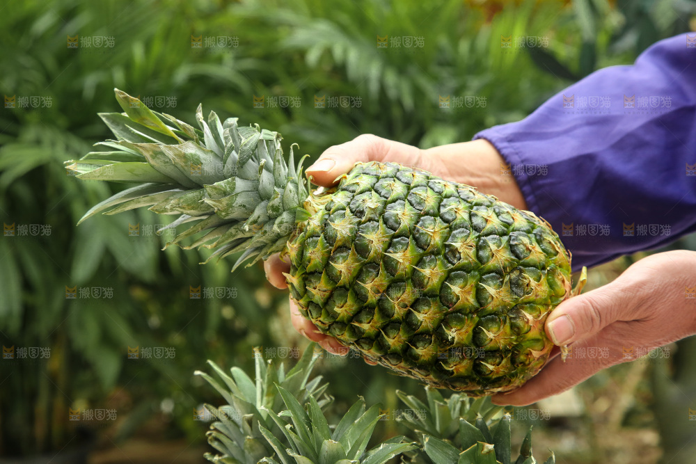 手里拿着新鲜凤梨