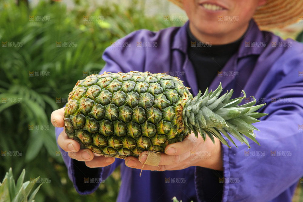 手里拿着新鲜凤梨