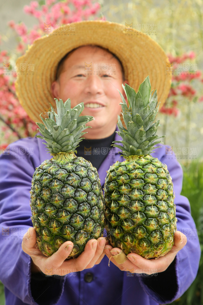 手里拿着新鲜凤梨