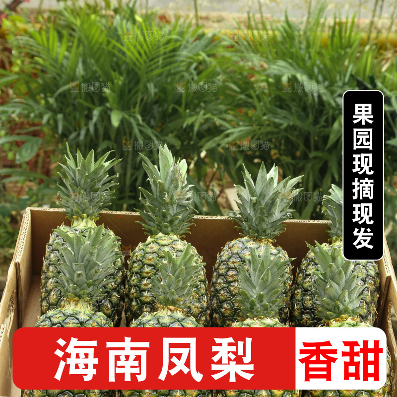 深底上的新鲜凤梨
