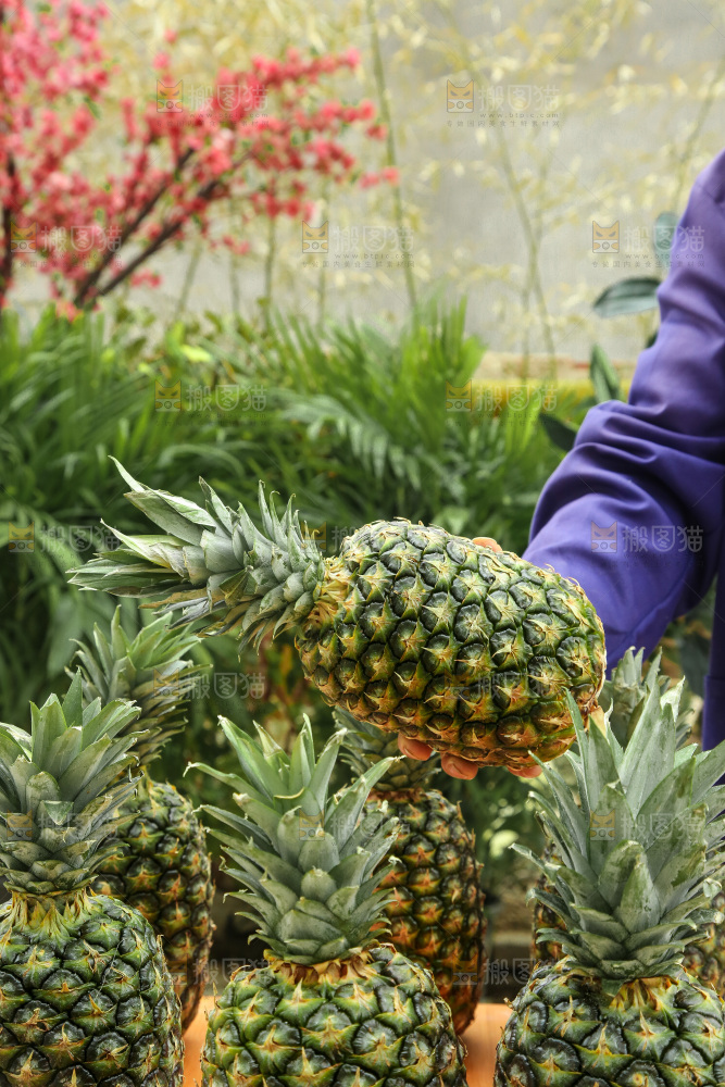手里拿着新鲜凤梨