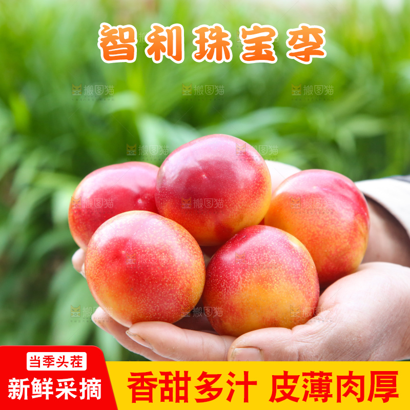 手里拿着珠宝李
