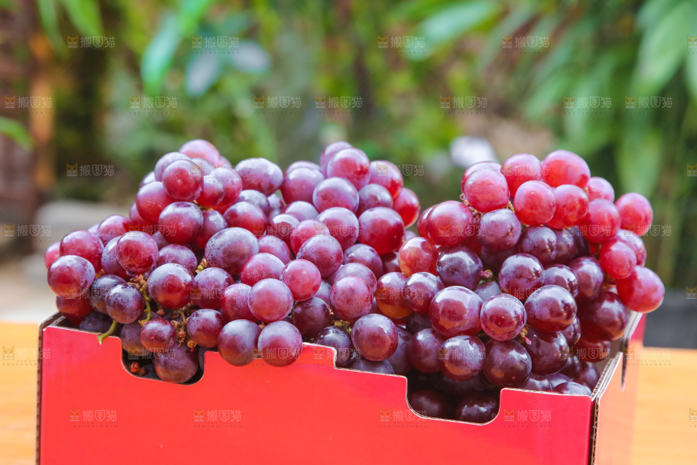 手里拿着新鲜葡萄