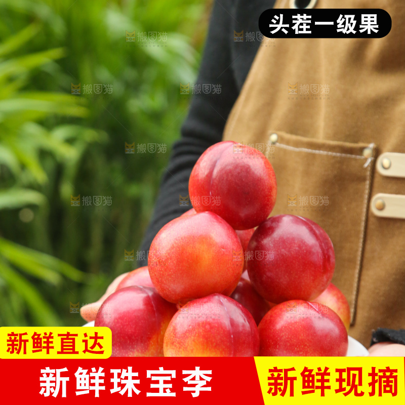 手里拿着珠宝李