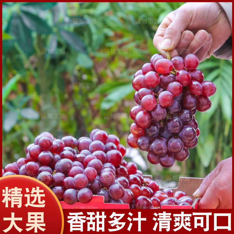 手里拿着新鲜葡萄