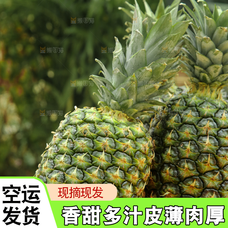 手里拿着新鲜凤梨