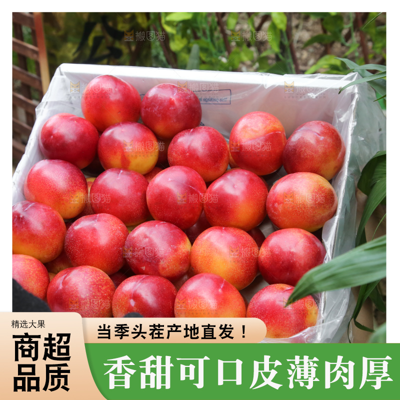 手里拿着珠宝李