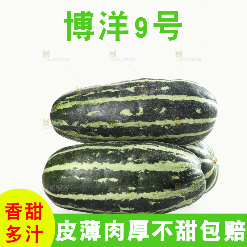 白底上的博洋9号