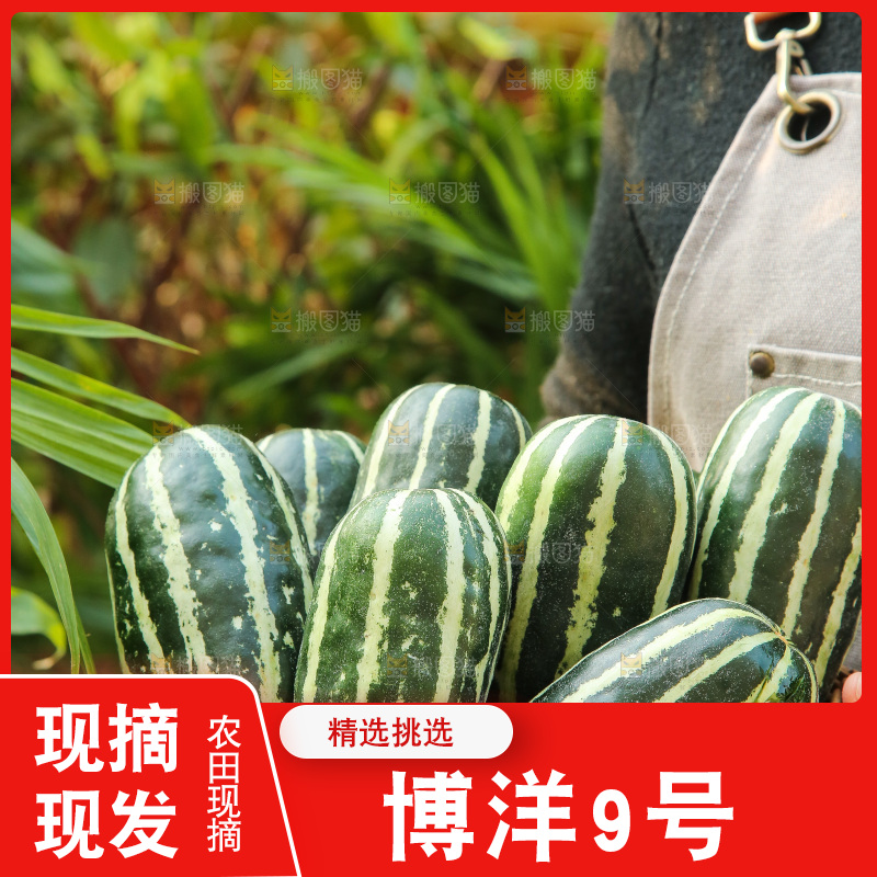 手里拿着博洋9号