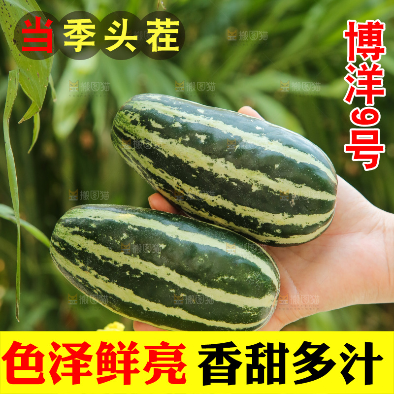 手里拿着博洋9号