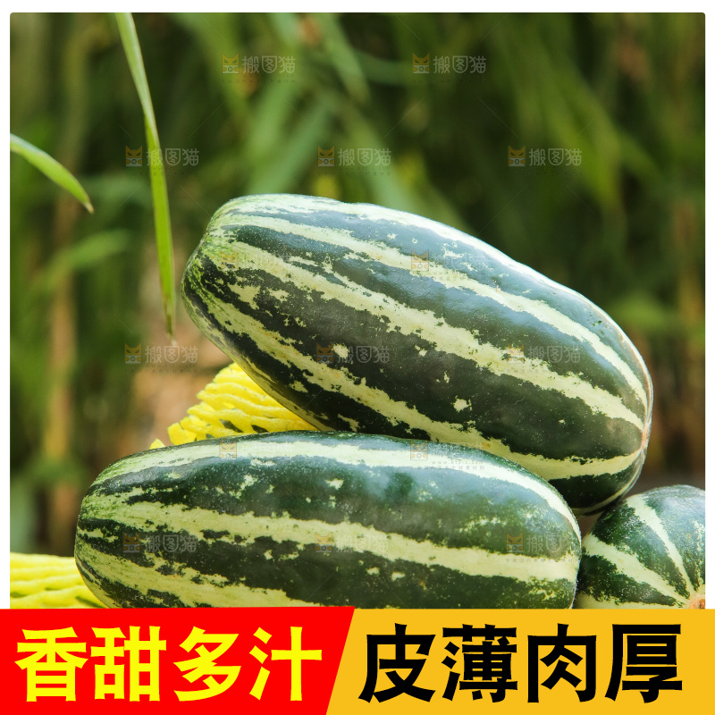 手里拿着博洋9号