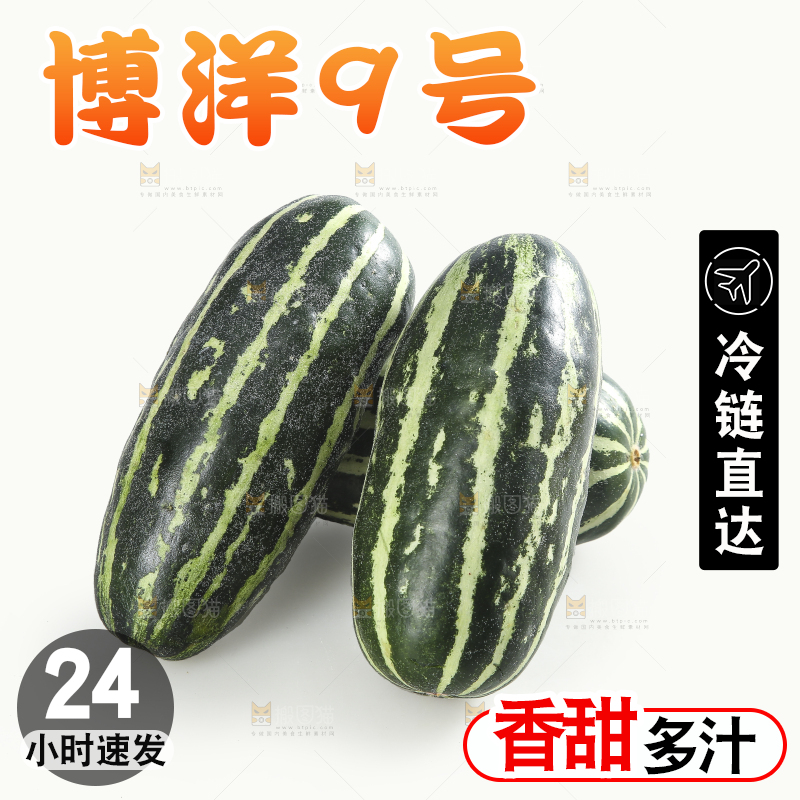 白底上的博洋9号