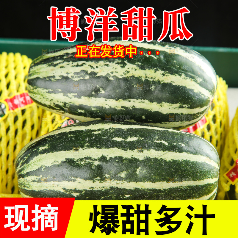 木底上的博洋9号