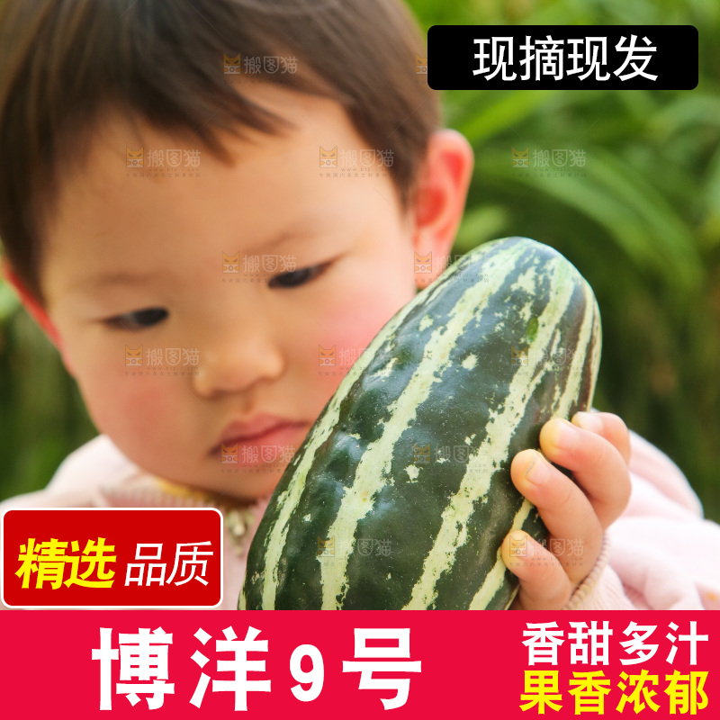 手里拿着博洋9号