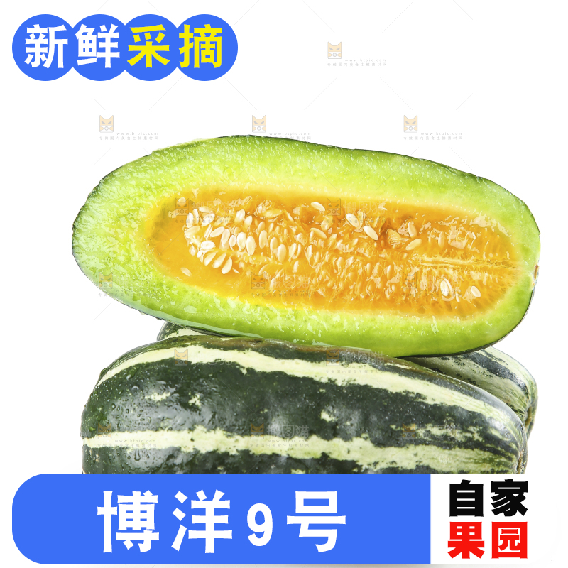 白底上的博洋9号