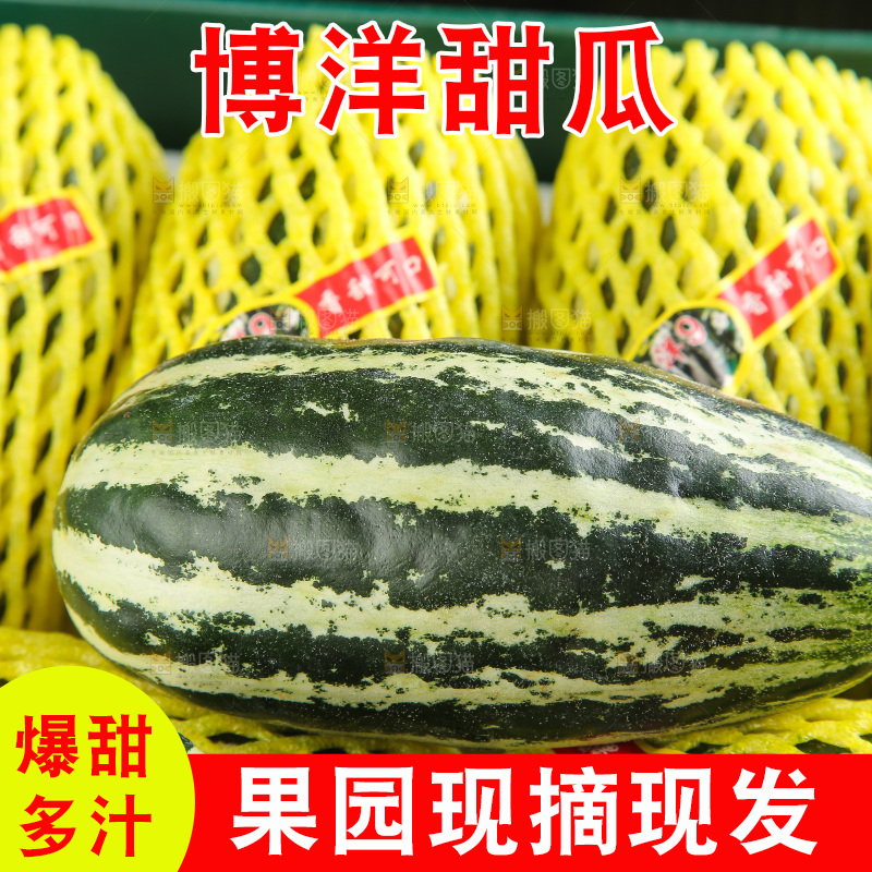 木底上的博洋9号