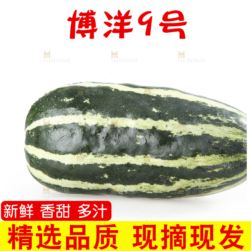 白底上的博洋9号