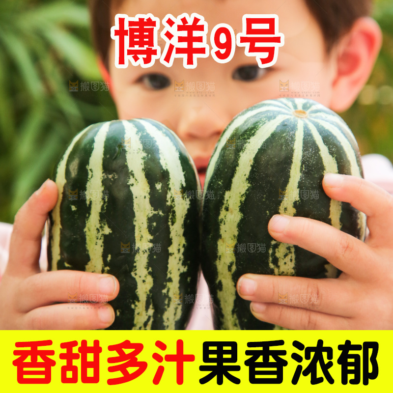 手里拿着博洋9号