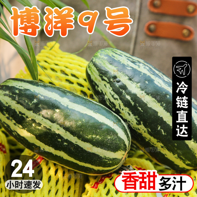 手里拿着博洋9号