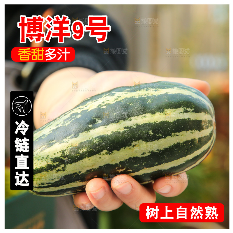 手里拿着博洋9号