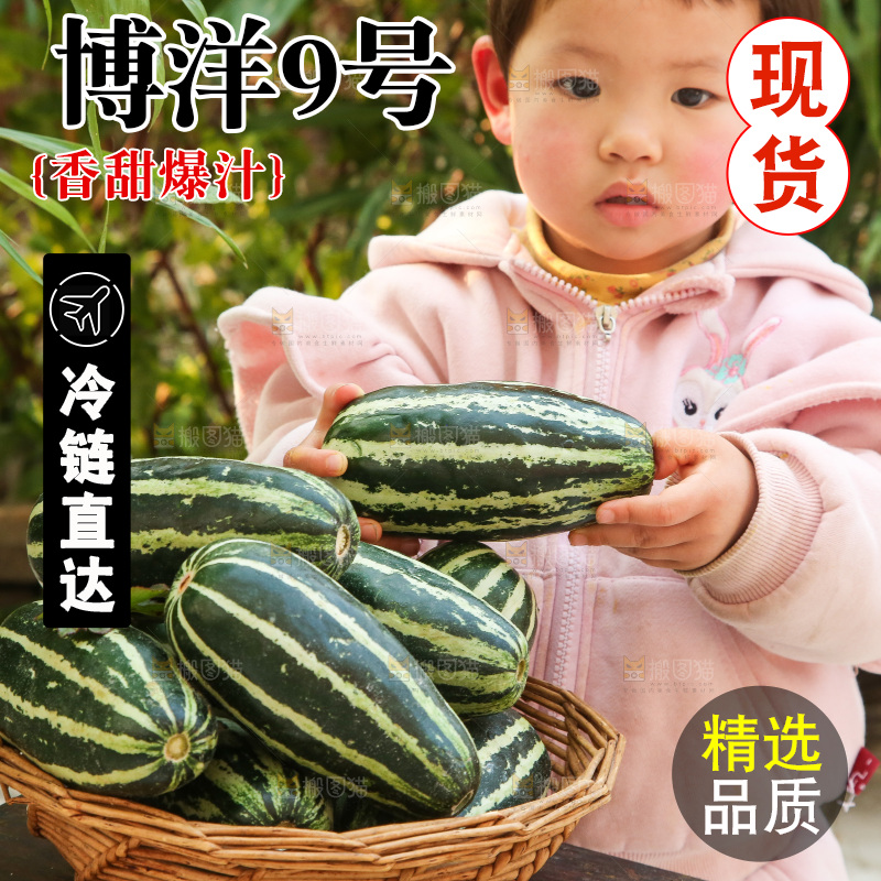 手里拿着博洋9号