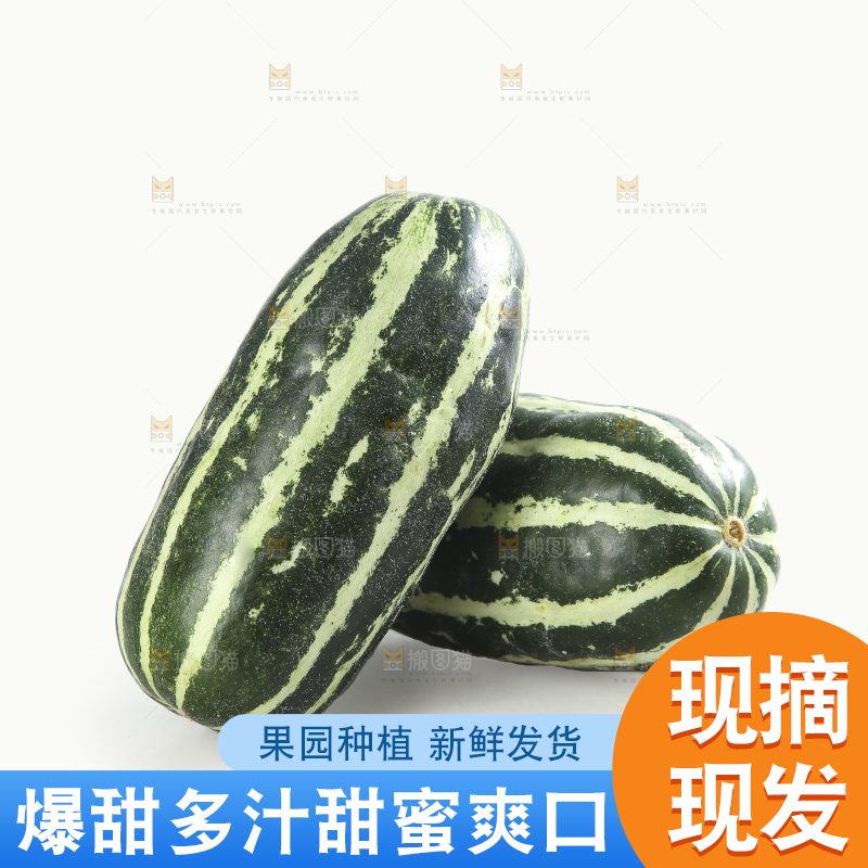 白底上的博洋9号