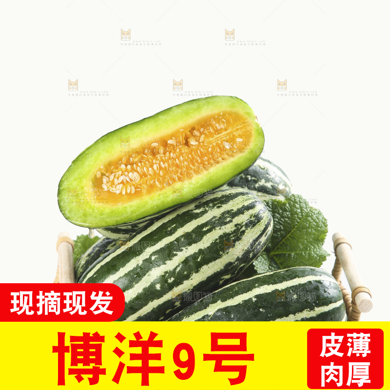 白底上的博洋9号