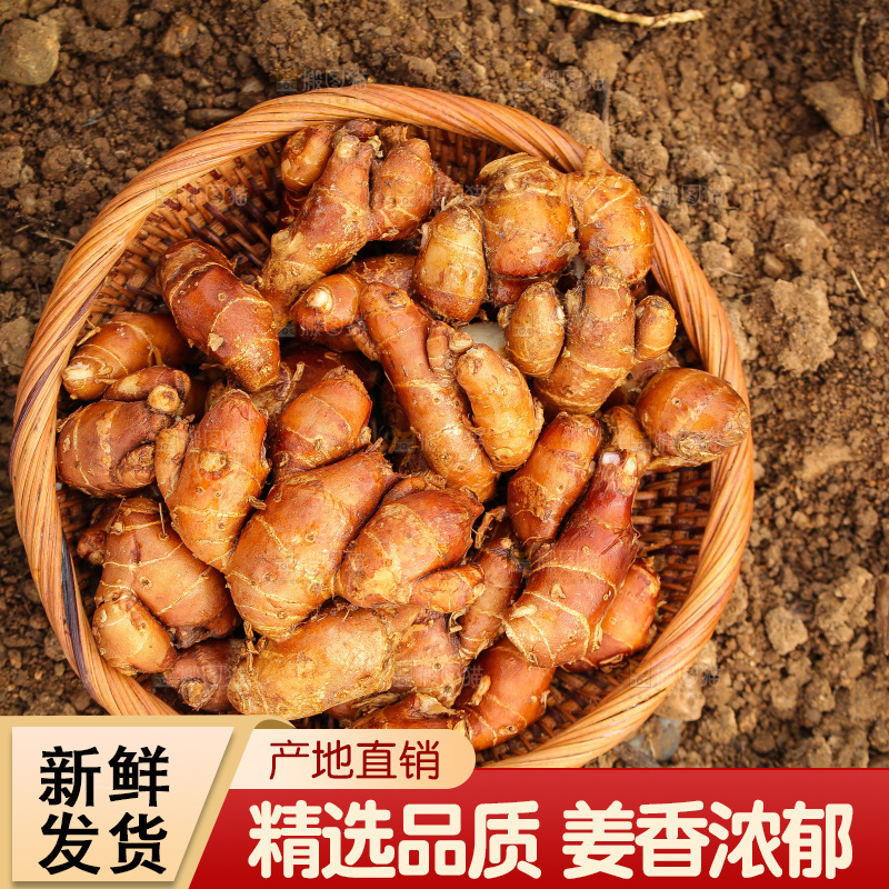 田地里的新鲜沙姜