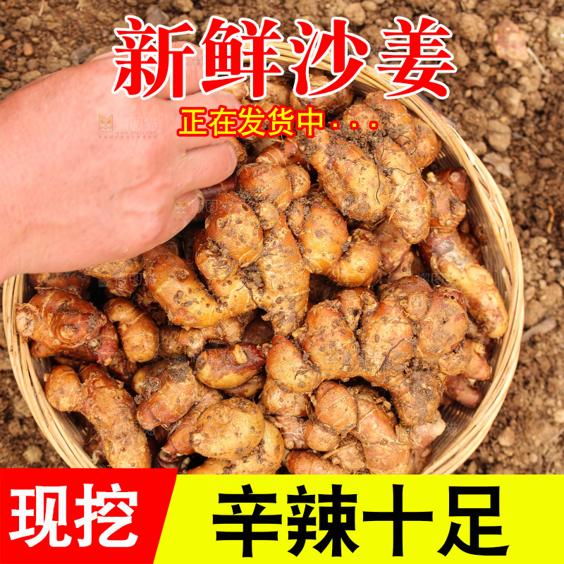 田地里的新鲜沙姜