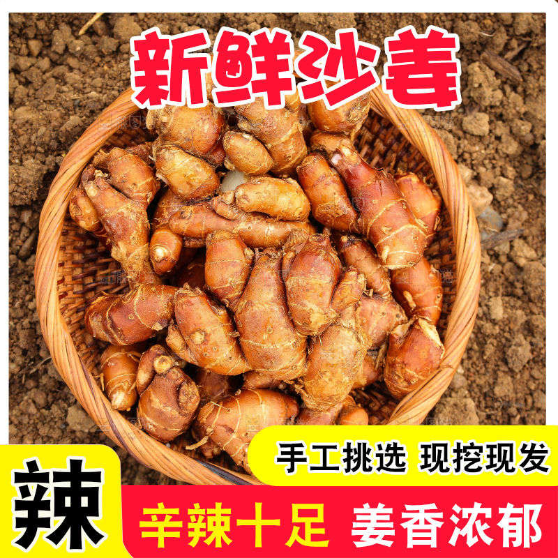 田地里的新鲜沙姜