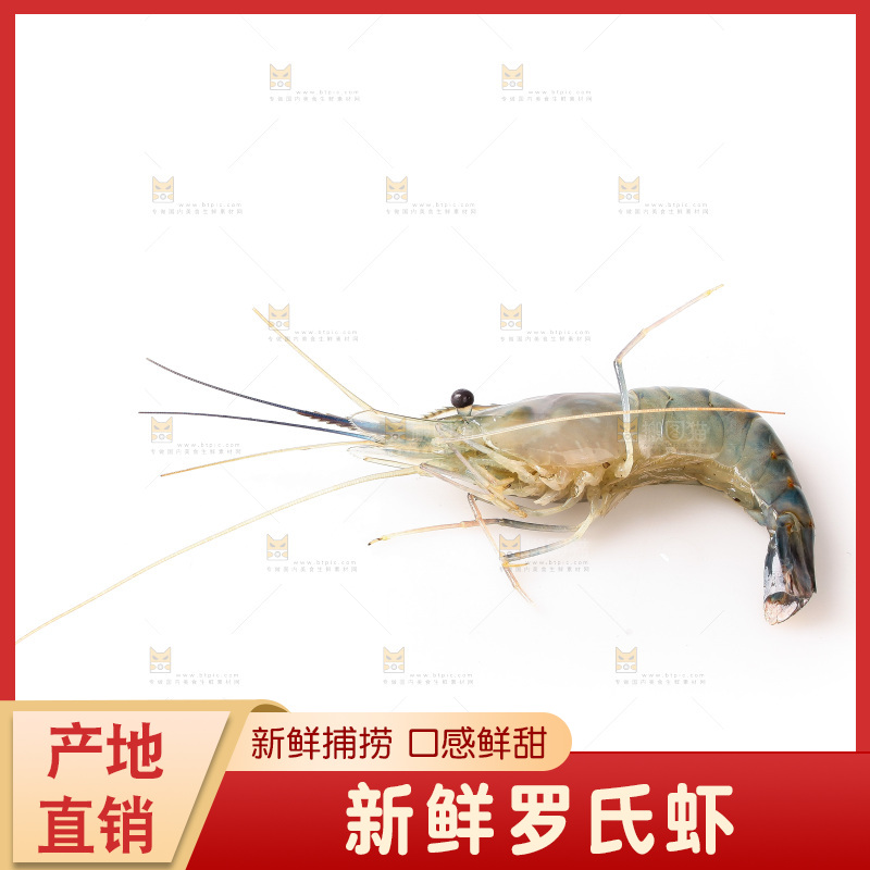 白底上的罗氏虾