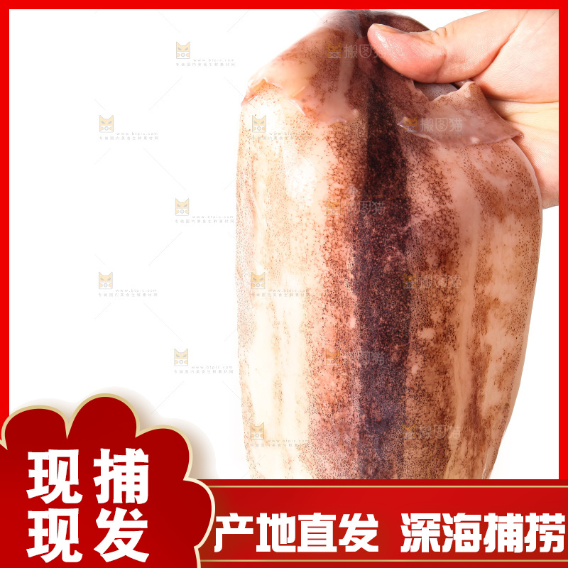 白底上的新鲜鱿鱼