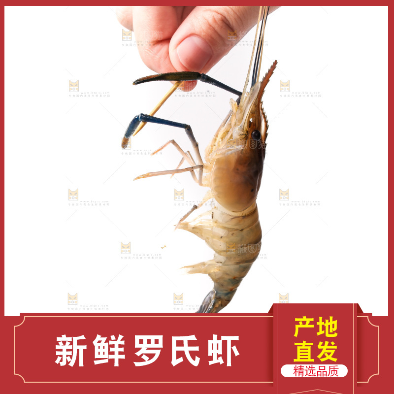 白底上的罗氏虾