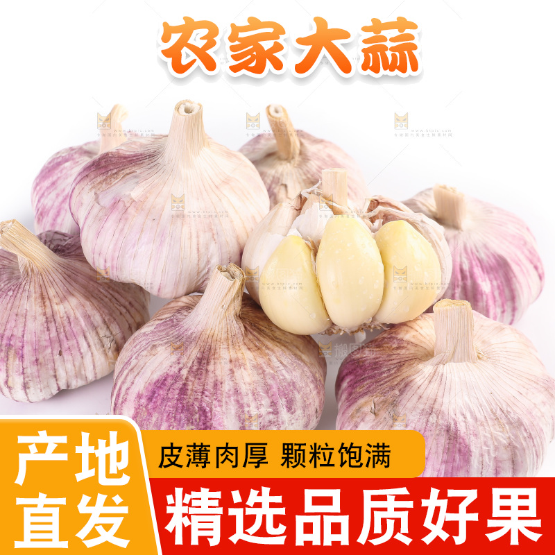 白底上的紫皮大蒜
