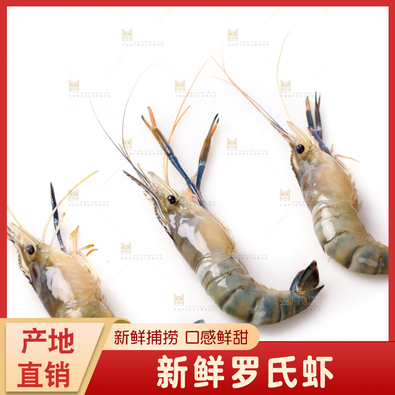 白底上的罗氏虾