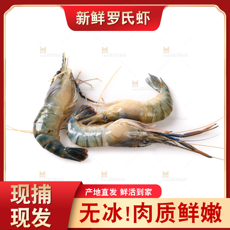 白底上的罗氏虾