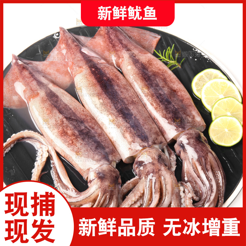 白底上的新鲜鱿鱼