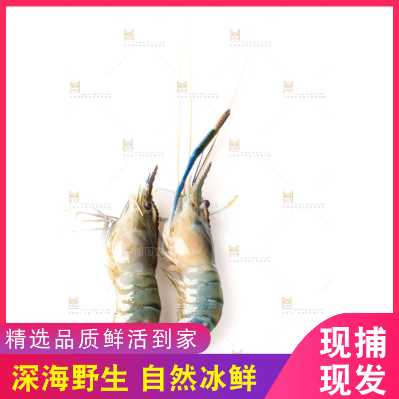 白底上的罗氏虾